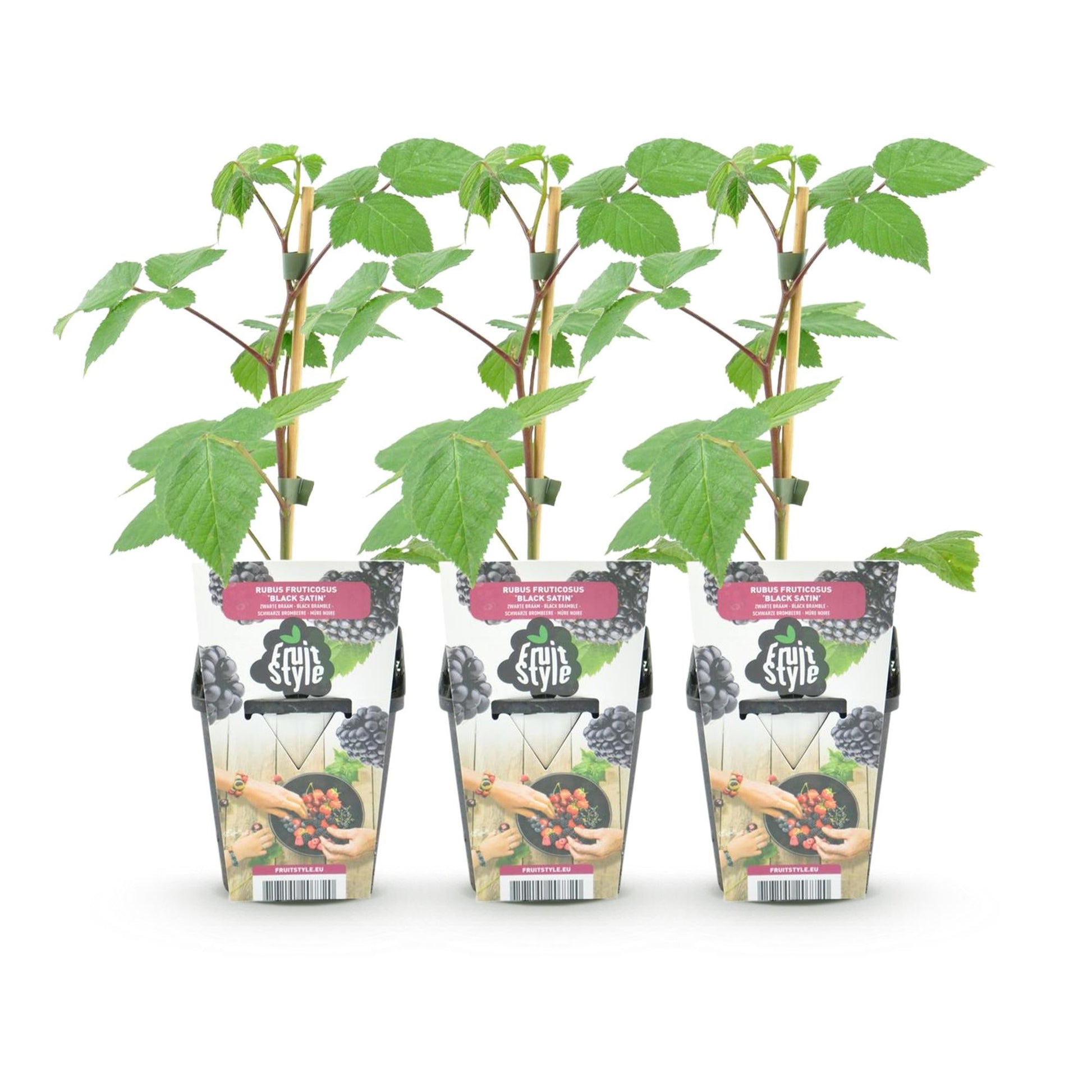 Braam - Rubus Black Satin - Winterhard - 3 Planten - Forestbloom