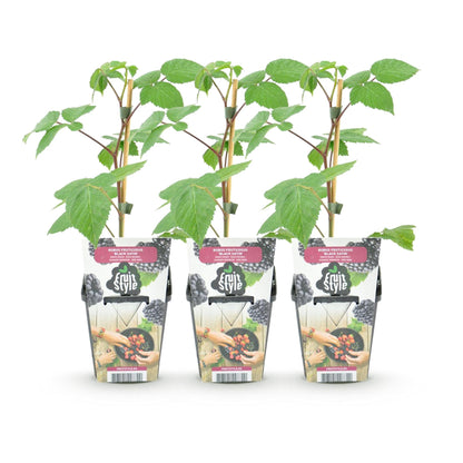 Braam - Rubus Black Satin - Winterhard - 3 Planten - Forestbloom