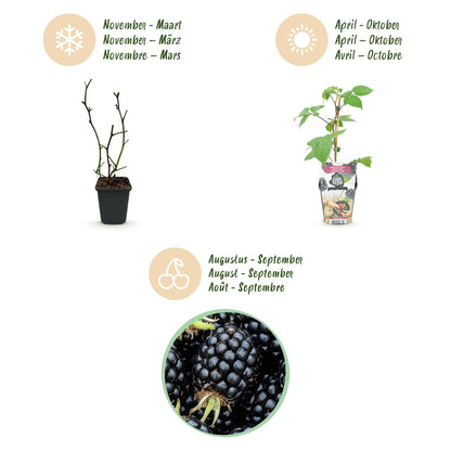 Braam - Rubus Black Satin - Winterhard - 3 Planten - Forestbloom