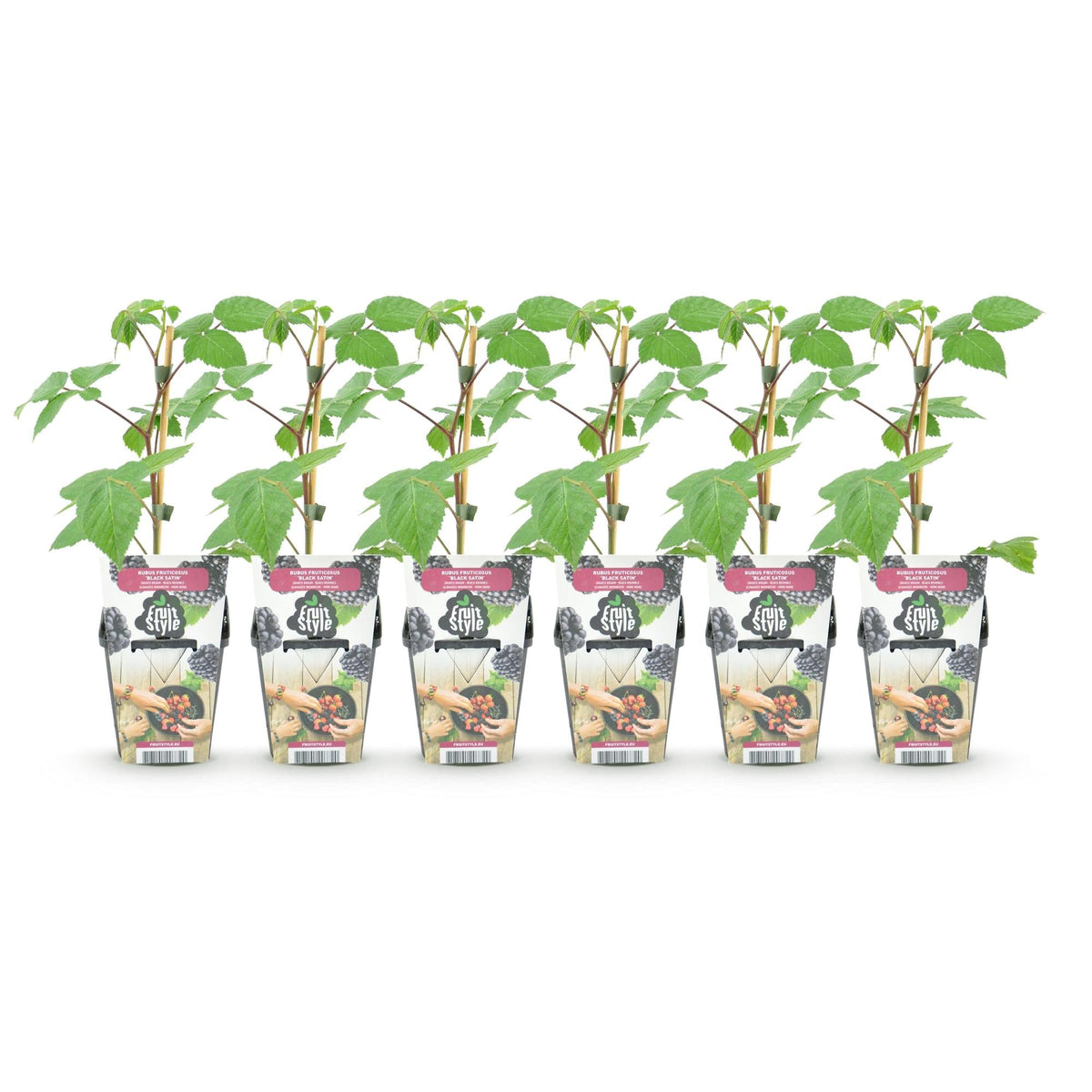 Braam - Rubus Black Satin - Winterhard - 6 Planten - Forestbloom
