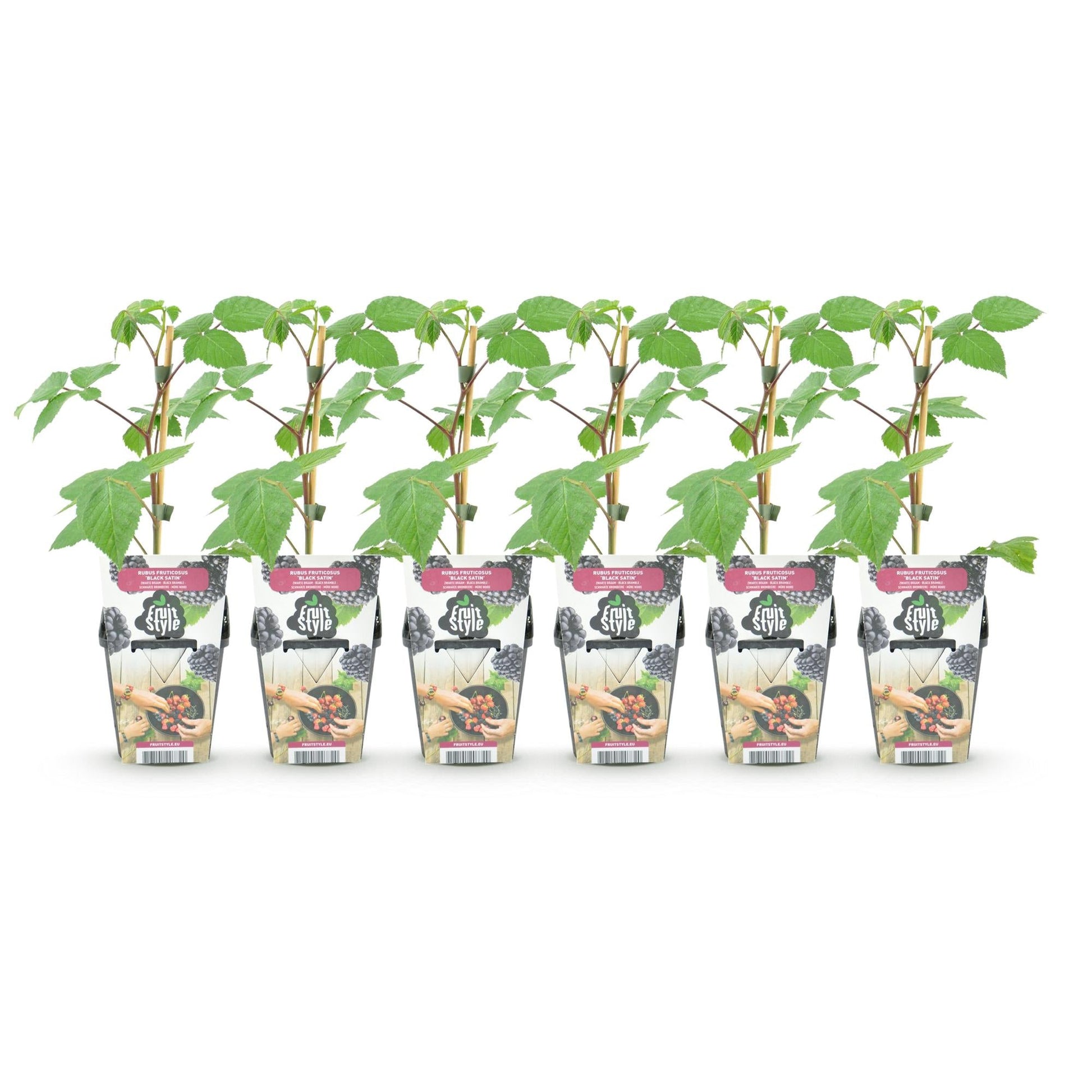 Braam - Rubus Black Satin - Winterhard - 6 Planten - Forestbloom