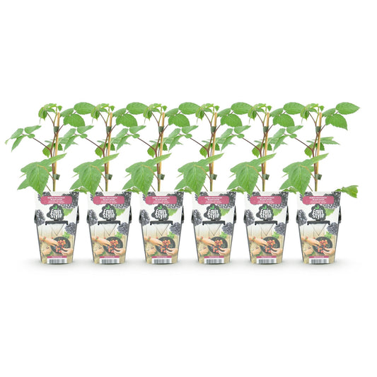 Braam - Rubus Black Satin - Winterhard - 6 Planten - Forestbloom