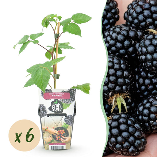Braam - Rubus Black Satin - Winterhard - 6 Planten - Forestbloom
