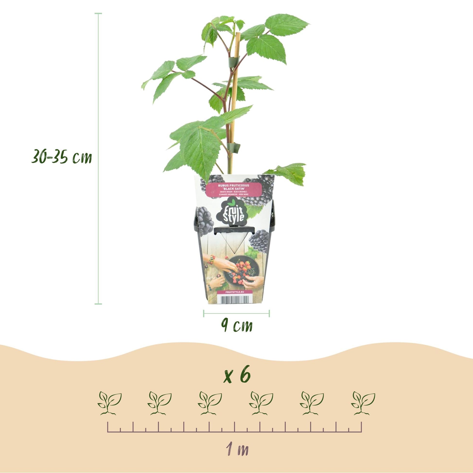 Braam - Rubus Black Satin - Winterhard - 6 Planten - Forestbloom