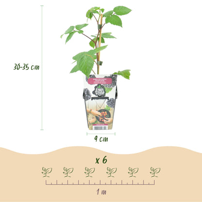 Braam - Rubus Black Satin - Winterhard - 6 Planten - Forestbloom