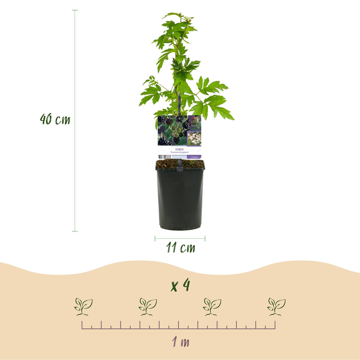 Braam - Rubus Thornfree Evergreen - Zwarte Braam - Doornloos - 2 planten - Forestbloom