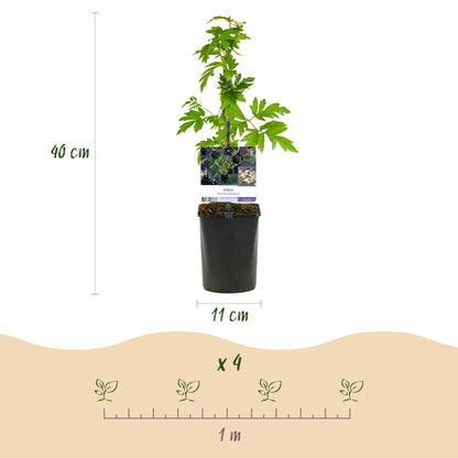 Braam - Rubus Thornfree Evergreen - Zwarte Braam - Doornloos - 2 planten - Forestbloom