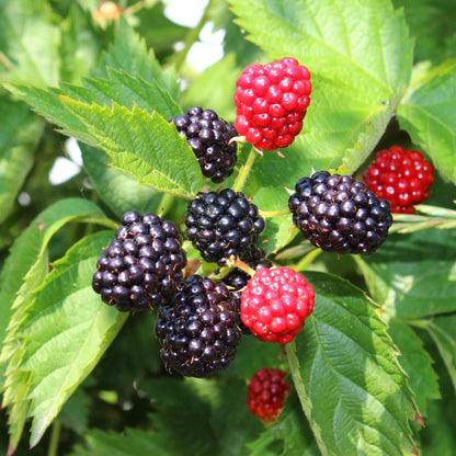 Braam - Rubus Thornfree Evergreen - Zwarte Braam - Doornloos - 2 planten - Forestbloom