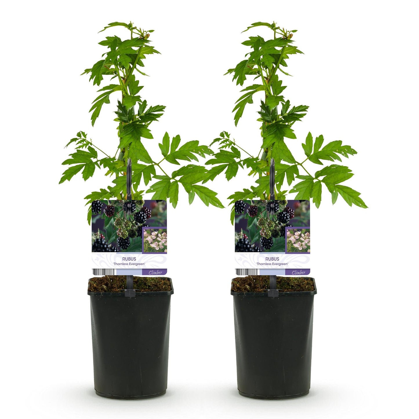 Braam - Rubus Thornfree Evergreen - Zwarte Braam - Doornloos - 2 planten - Forestbloom