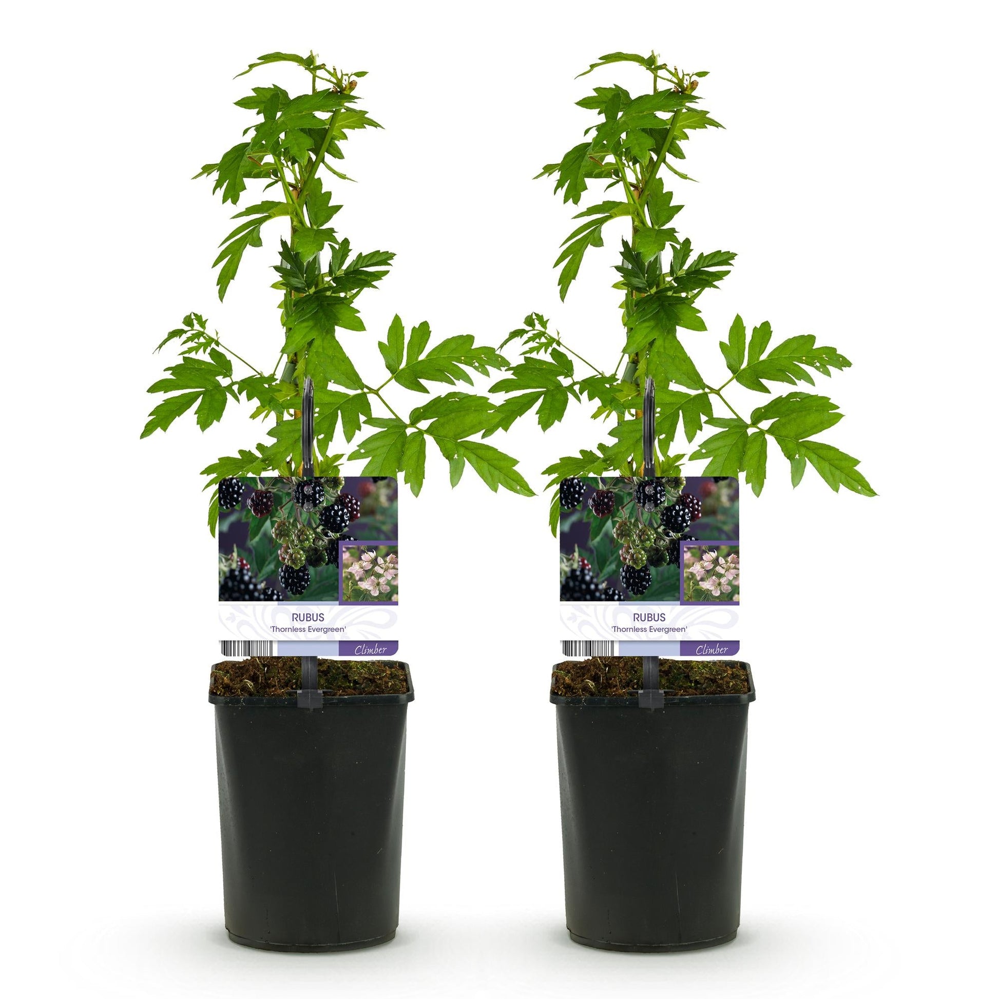 Braam - Rubus Thornfree Evergreen - Zwarte Braam - Doornloos - 2 planten - Forestbloom