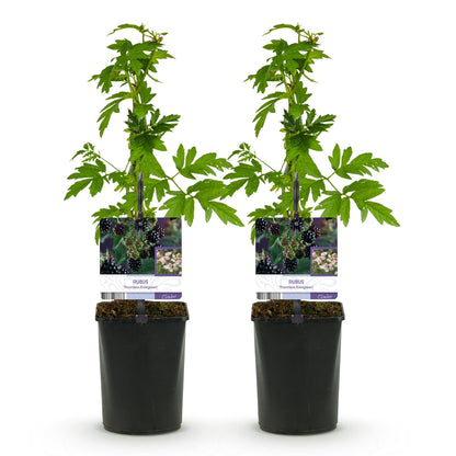 Braam - Rubus Thornfree Evergreen - Zwarte Braam - Doornloos - 2 planten - Forestbloom