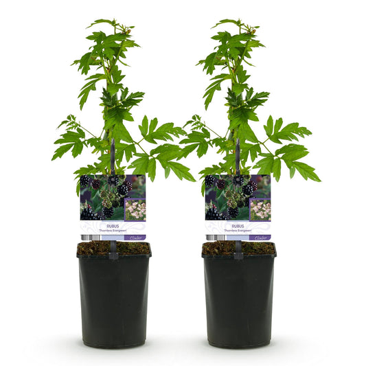 Braam - Rubus Thornfree Evergreen - Zwarte Braam - Doornloos - 2 planten - Forestbloom