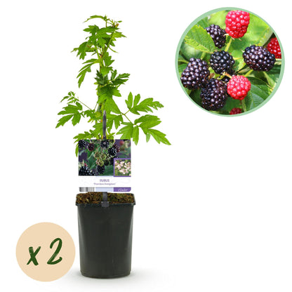 Braam - Rubus Thornfree Evergreen - Zwarte Braam - Doornloos - 2 planten - Forestbloom