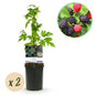 Braam - Rubus Thornfree Evergreen - Zwarte Braam - Doornloos - 2 planten - Forestbloom
