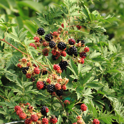 Braam - Rubus Thornfree Evergreen - Zwarte Braam - Doornloos - 2 planten - Forestbloom
