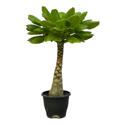Brighamia Insignis - 25 cm - Forestbloom