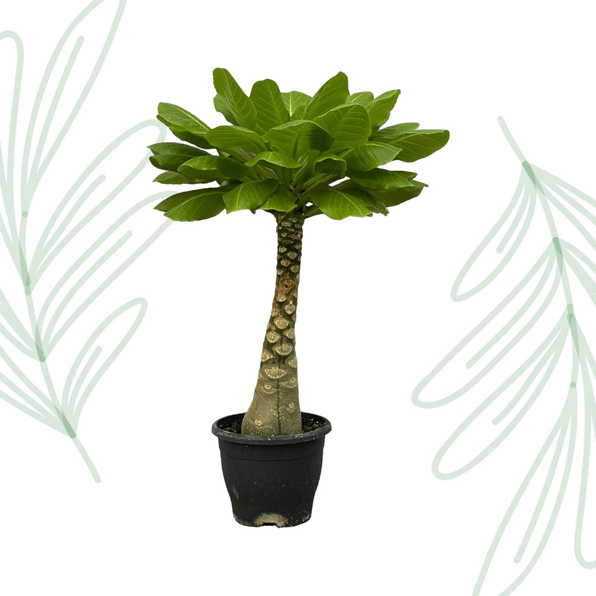 Brighamia Insignis - 25 cm - Forestbloom