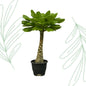 Brighamia Insignis - 25 cm - Forestbloom