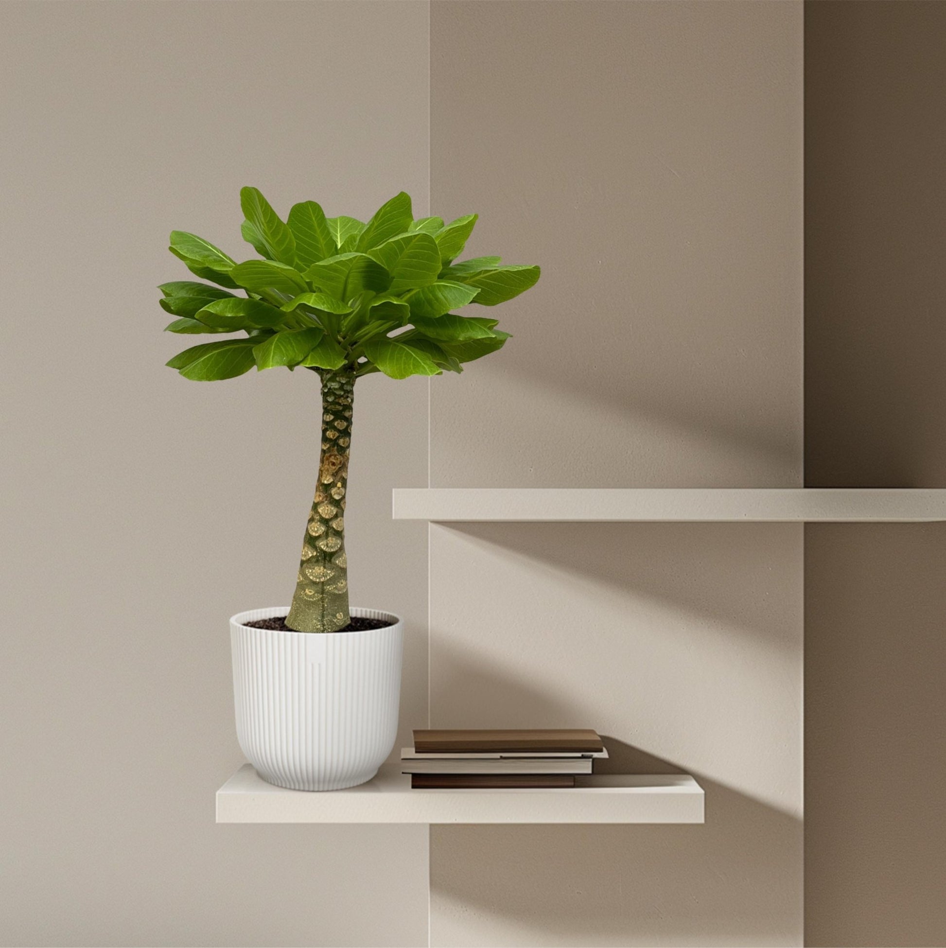 Brighamia Insignis - 25 cm - Forestbloom