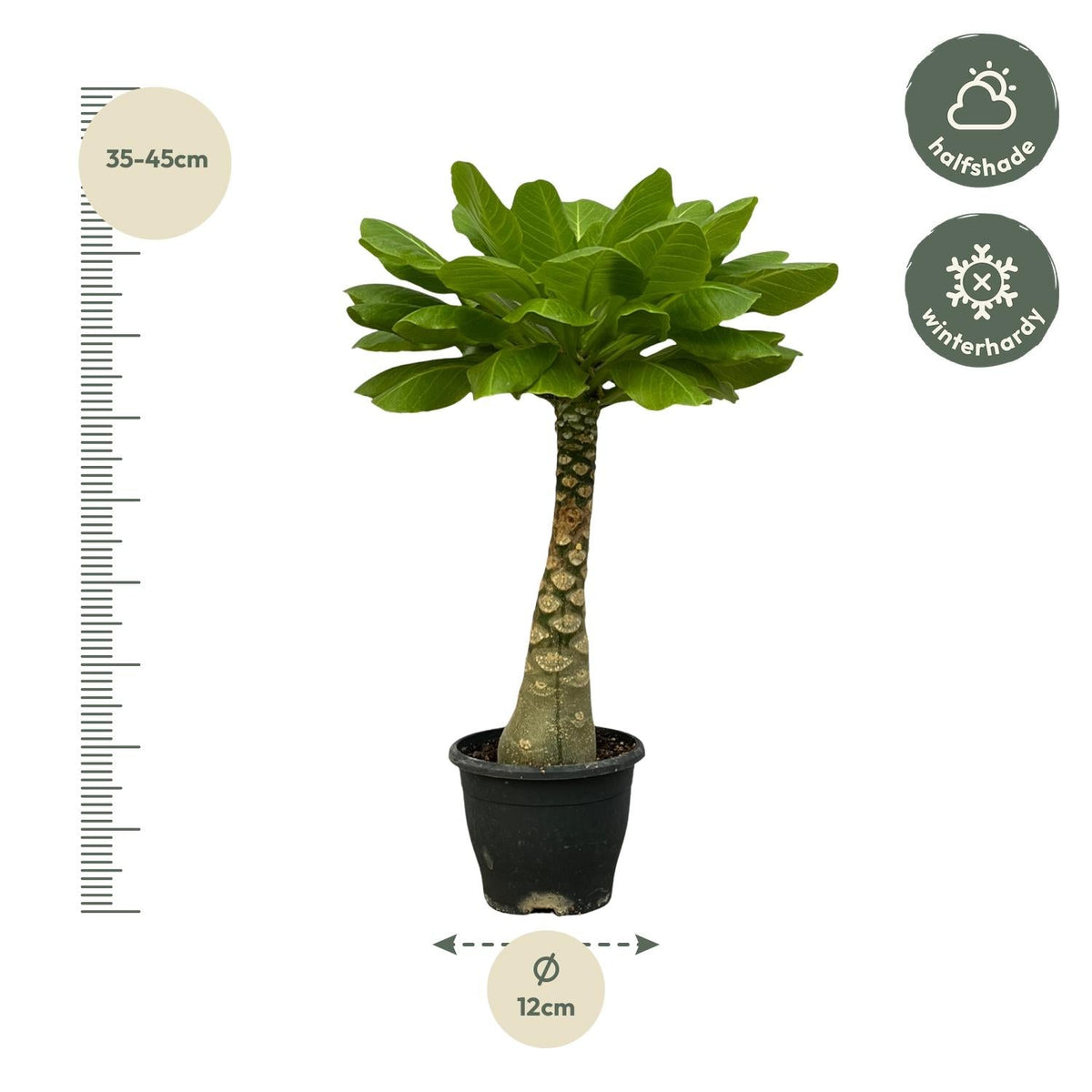 Brighamia Insignis - 25 cm - Forestbloom