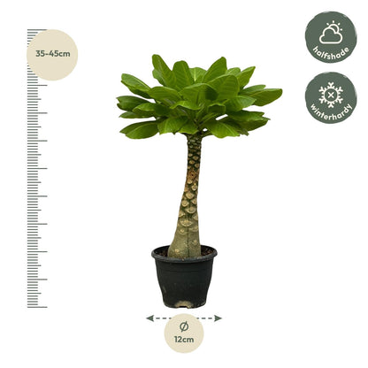 Brighamia Insignis - 25 cm - Forestbloom
