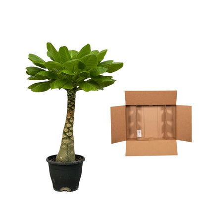 Brighamia Insignis - 25 cm - Forestbloom