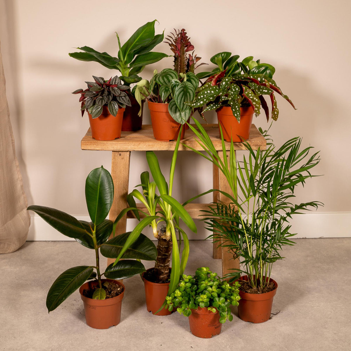 Buitenbeentjesbox set van 10 - Forestbloom