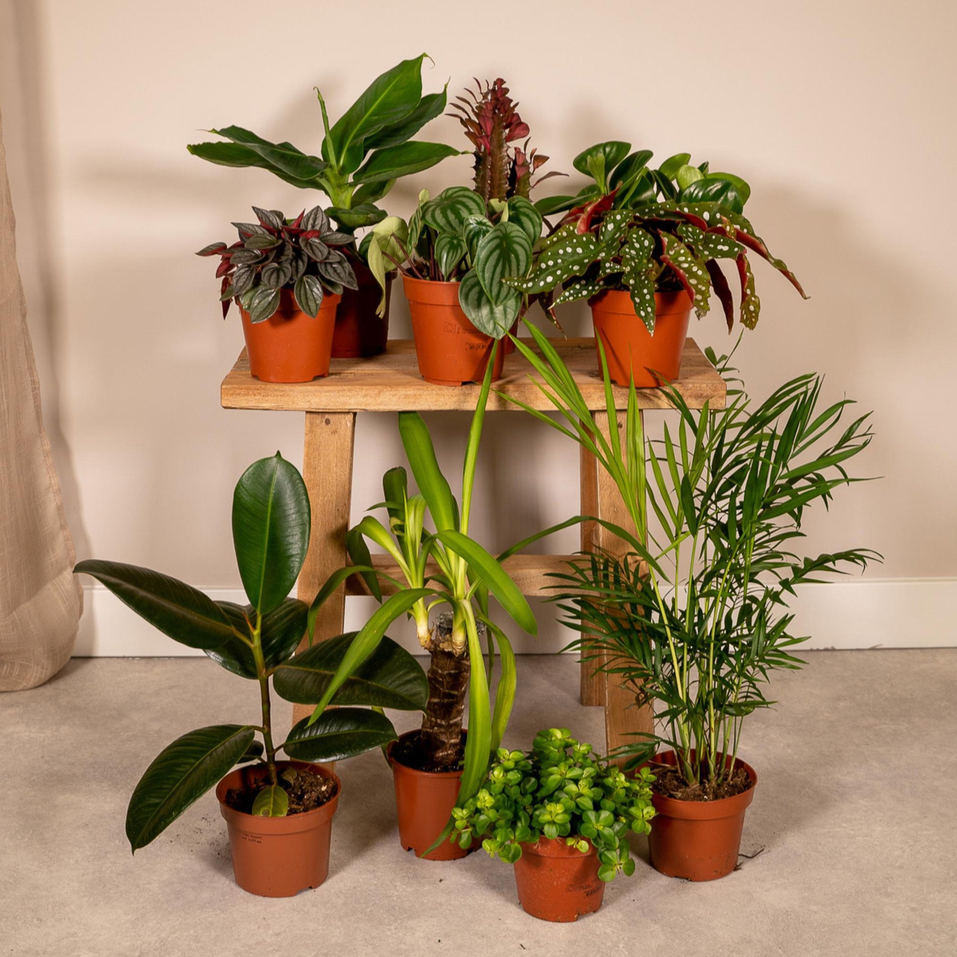 Buitenbeentjesbox set van 10 - Forestbloom
