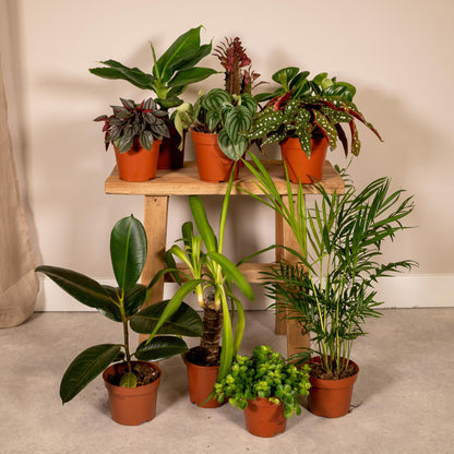 Buitenbeentjesbox set van 10 - Forestbloom