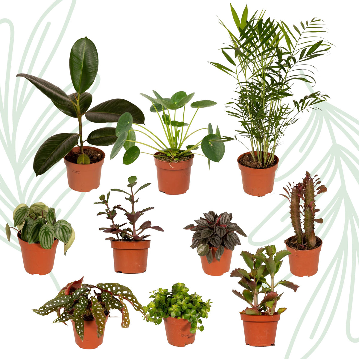 Buitenbeentjesbox set van 10 - Forestbloom