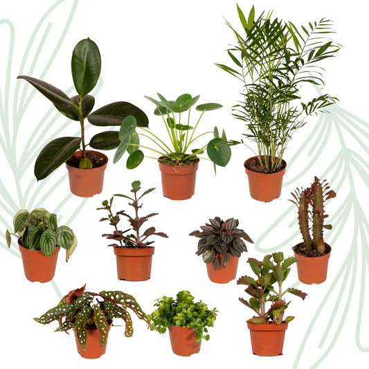 Buitenbeentjesbox set van 10 - Forestbloom