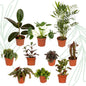 Buitenbeentjesbox set van 10 - Forestbloom