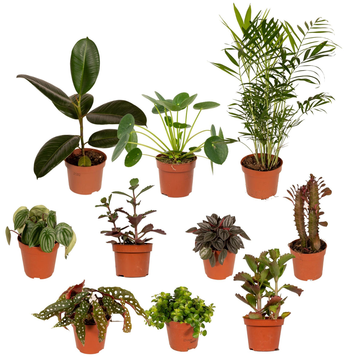 Buitenbeentjesbox set van 10 - Forestbloom