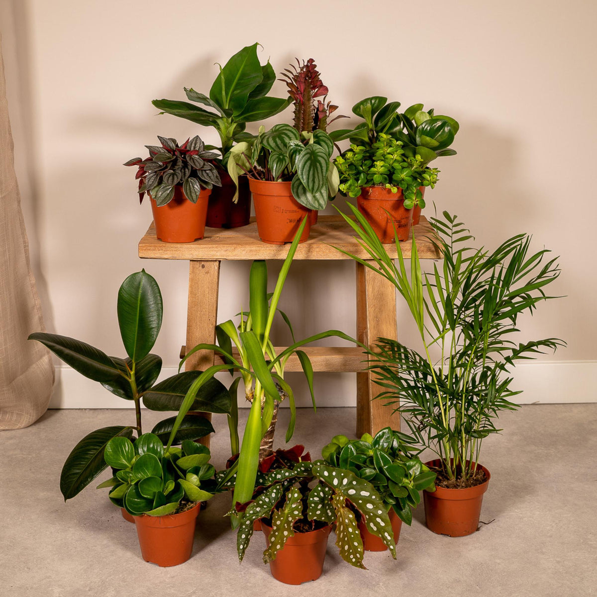 Buitenbeentjesbox set van 12 - Forestbloom