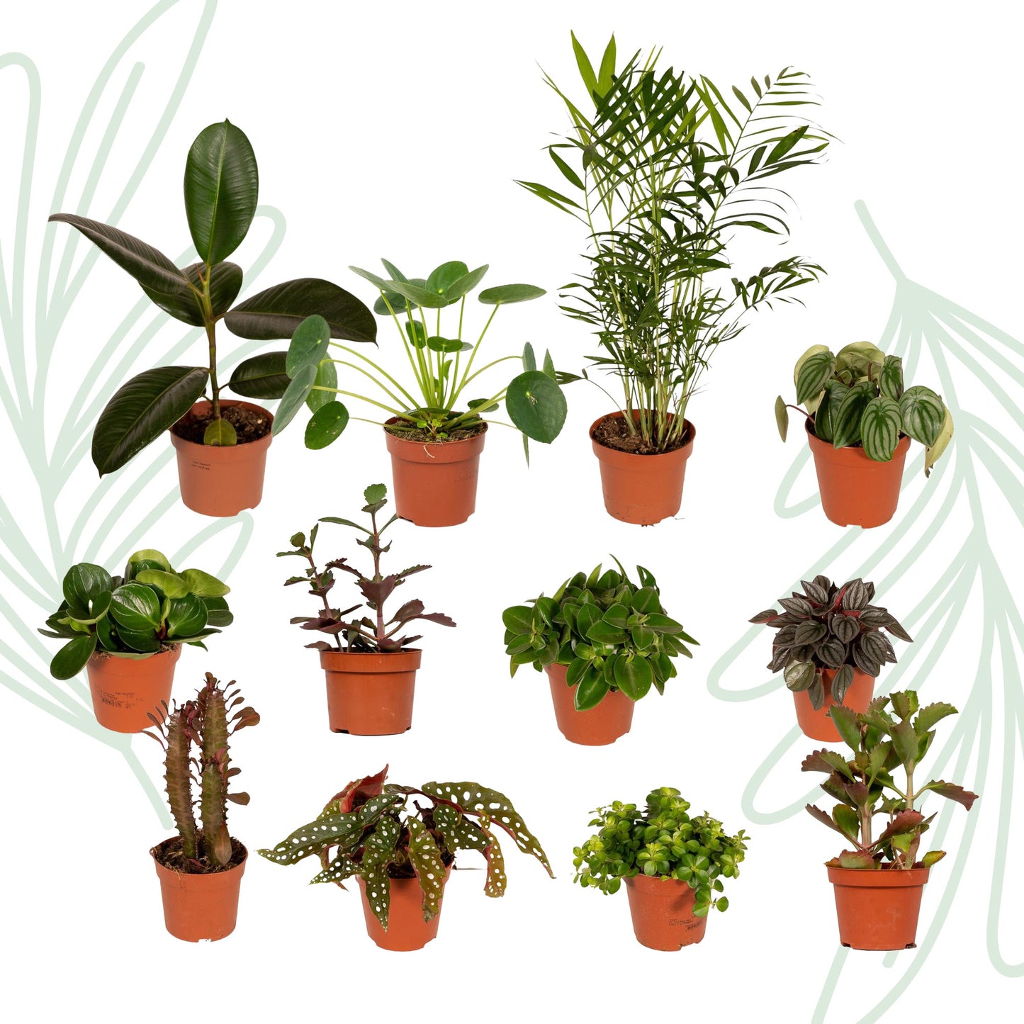 Buitenbeentjesbox set van 12 - Forestbloom