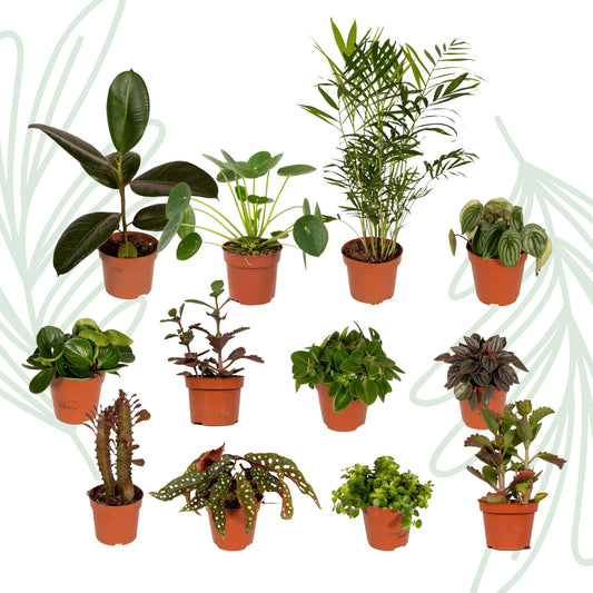 Buitenbeentjesbox set van 12 - Forestbloom