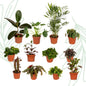 Buitenbeentjesbox set van 12 - Forestbloom