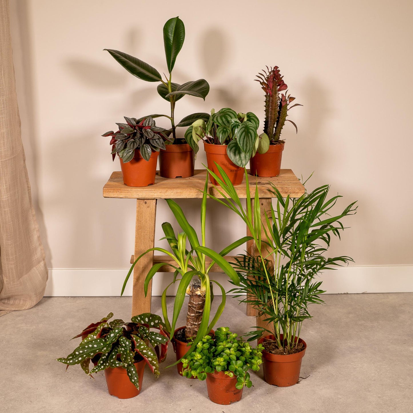 Buitenbeentjesbox set van 8 - Forestbloom