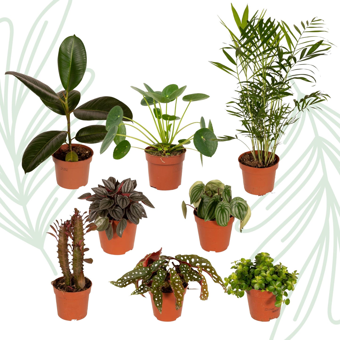 Buitenbeentjesbox set van 8 - Forestbloom