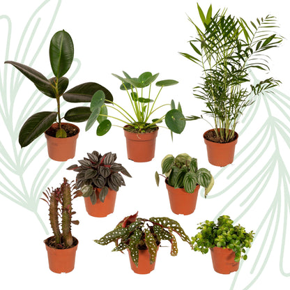 Buitenbeentjesbox set van 8 - Forestbloom