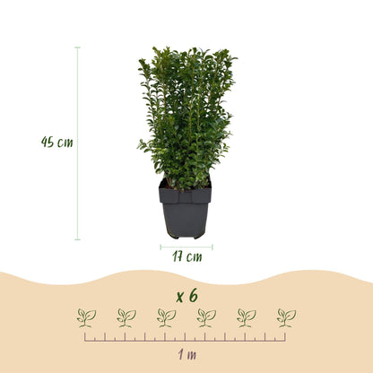 Buxus sempervirens - 6 planten - 1 strekkende meter - Forestbloom