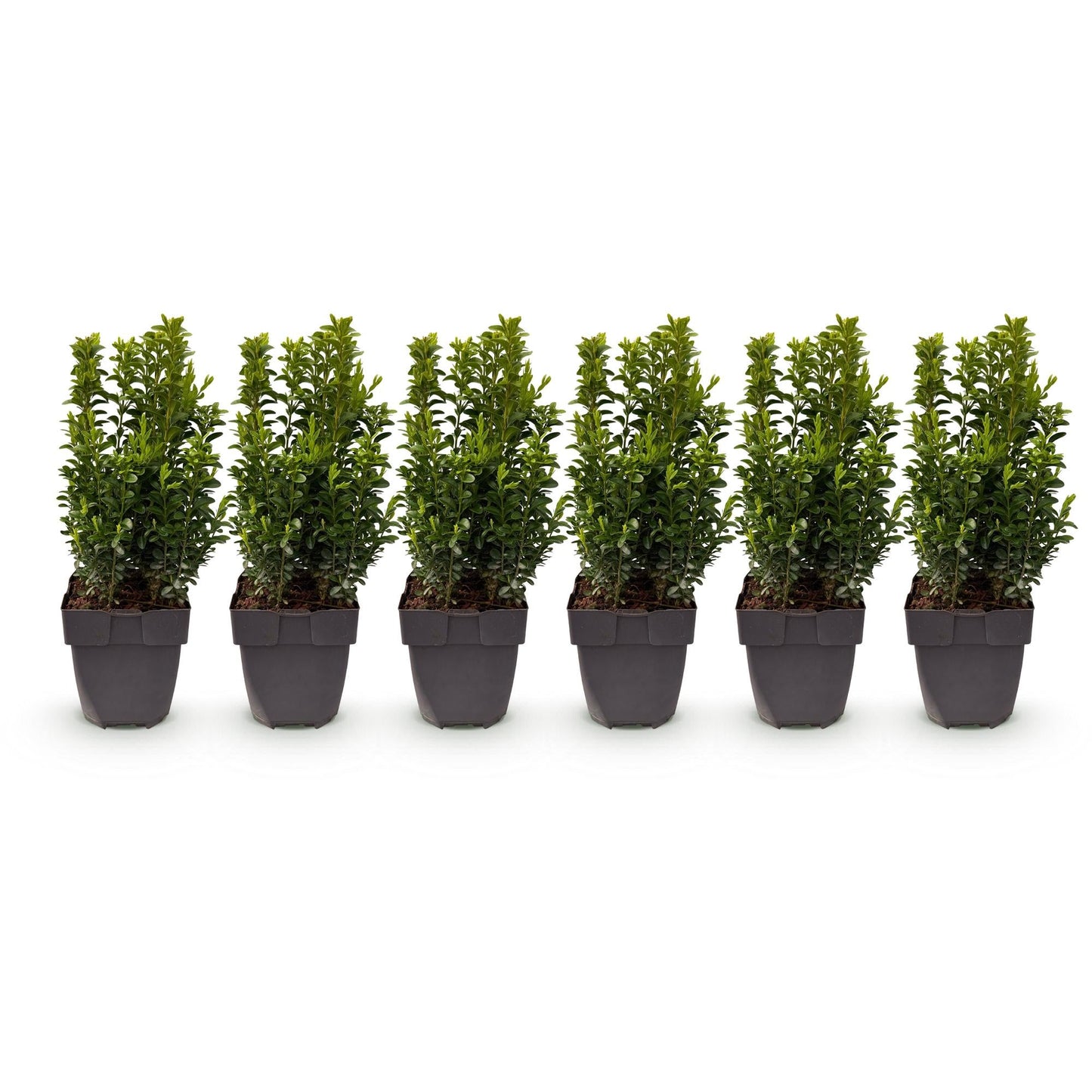 Buxus sempervirens - 6 planten - 1 strekkende meter - Forestbloom