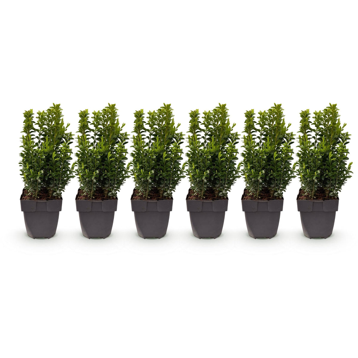 Buxus sempervirens - 6 planten - 1 strekkende meter - Forestbloom