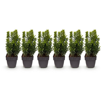 Buxus sempervirens - 6 planten - 1 strekkende meter - Forestbloom