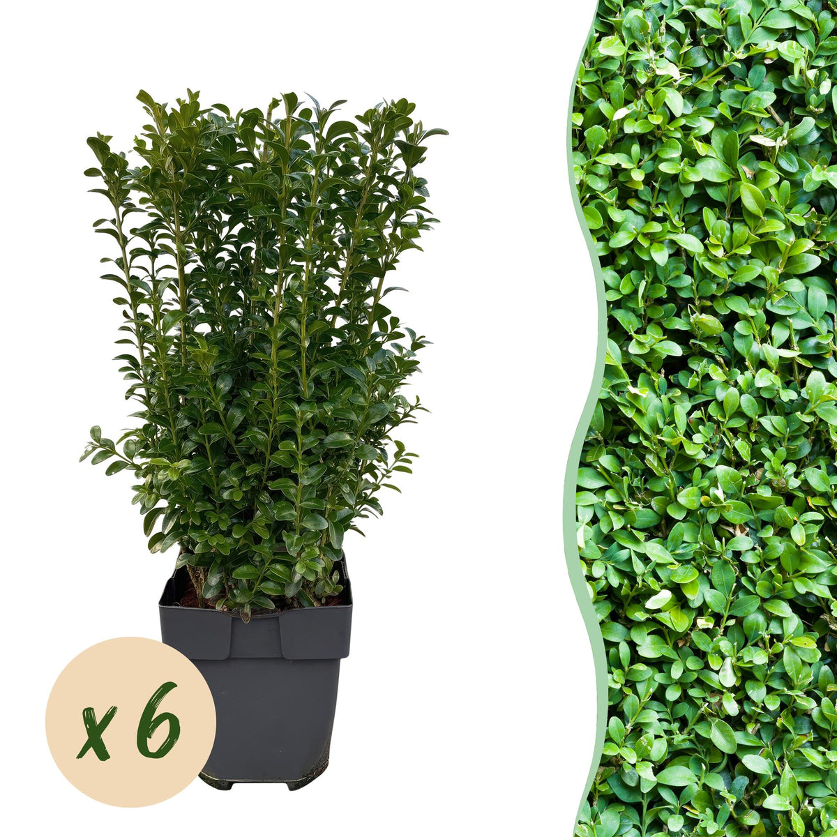 Buxus sempervirens - 6 planten - 1 strekkende meter - Forestbloom