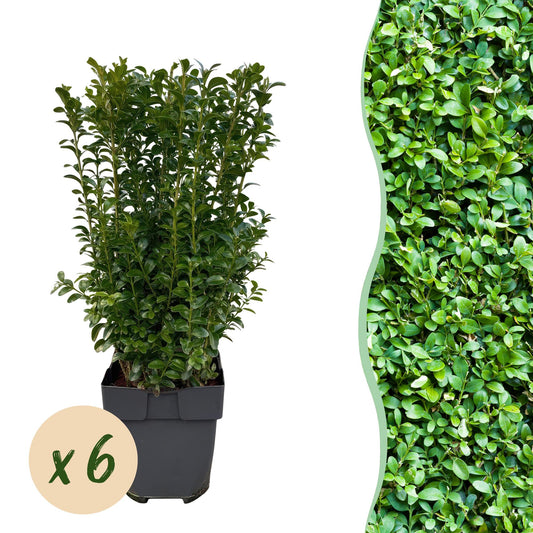 Buxus sempervirens - 6 planten - 1 strekkende meter - Forestbloom