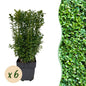 Buxus sempervirens - 6 planten - 1 strekkende meter - Forestbloom