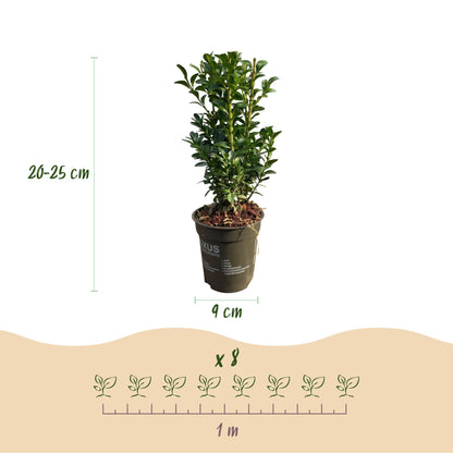 Buxus sempervirens - 8 planten - 1 strekkende meter - Forestbloom