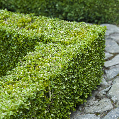 Buxus sempervirens - 8 planten - 1 strekkende meter - Forestbloom