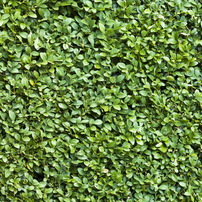 Buxus sempervirens - 8 planten - 1 strekkende meter - Forestbloom